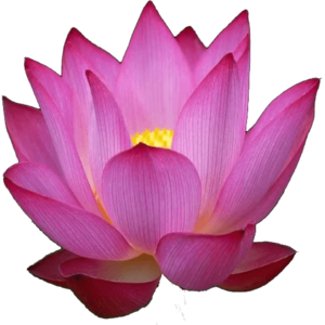 ItemFabric Lotus.png